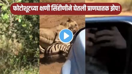 Zebra vs lioness viral video