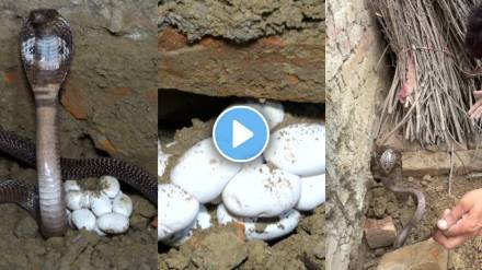 Snake Shocking Viral video