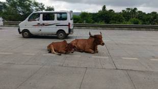 risk of accidents Near Vasai Mumbai Ahmedabad National Highway Stray animals