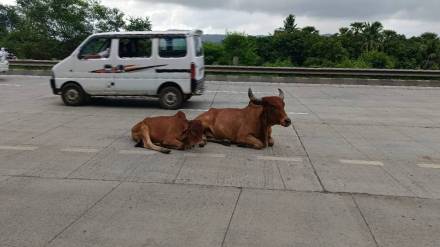 risk of accidents Near Vasai Mumbai Ahmedabad National Highway Stray animals