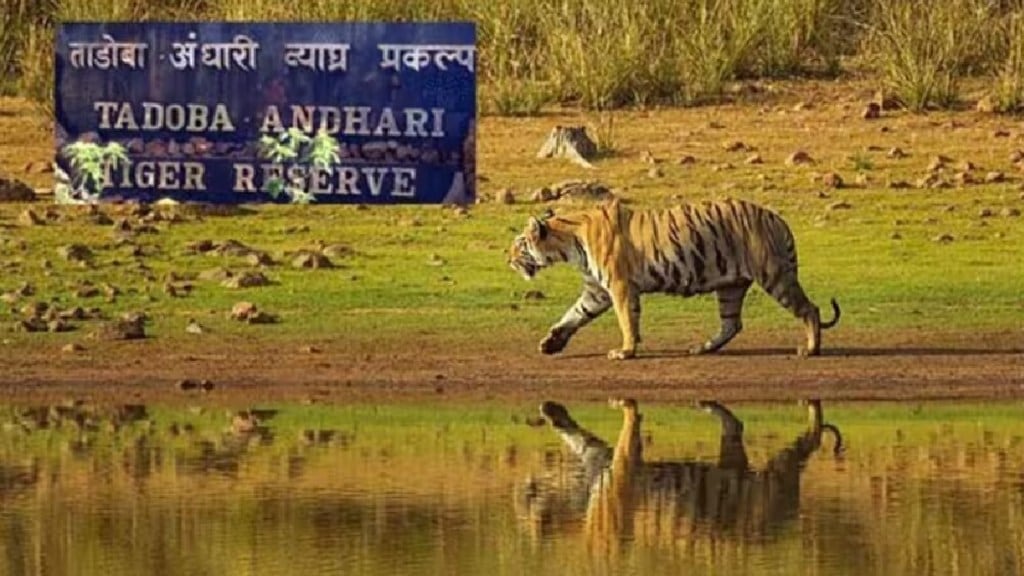 Safari fees increased in buffer and core areas of Tadoba Andhari Tiger Reserve nagpur news
