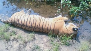 maharashtra state More than 25 tigers died six months tiger poaching tiger projects
