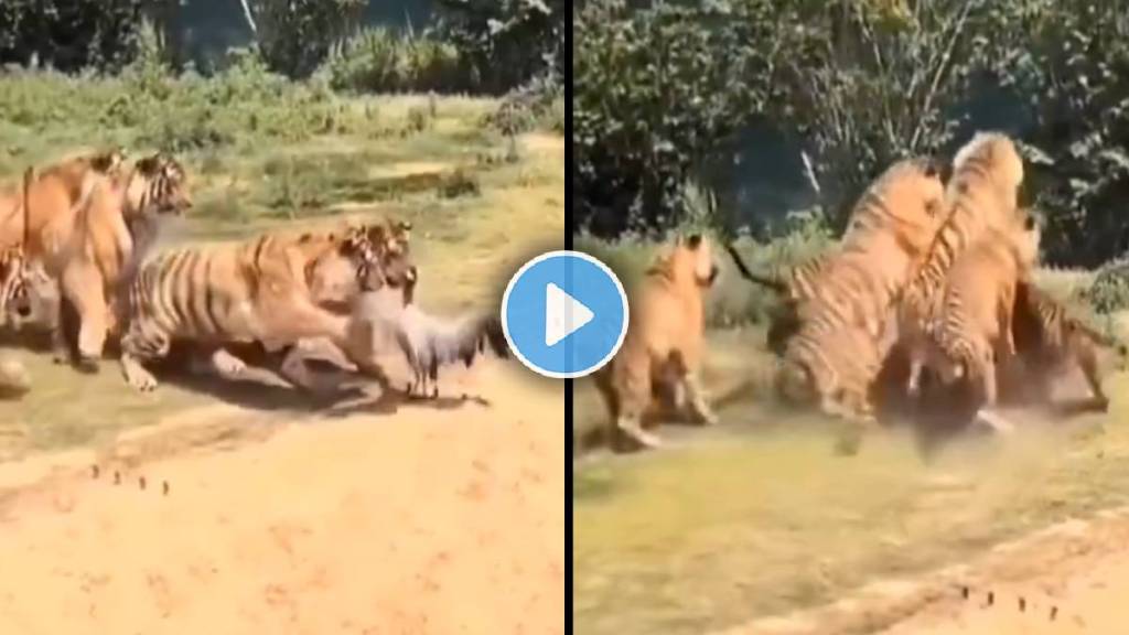 Tiger attack crane viral video Tiger attack crane viral video