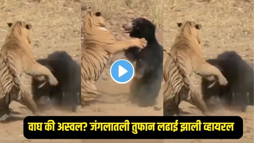 Wild animal fight bear tiger