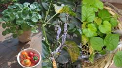 निसर्गलीपी: कोणतं झाड लावू?