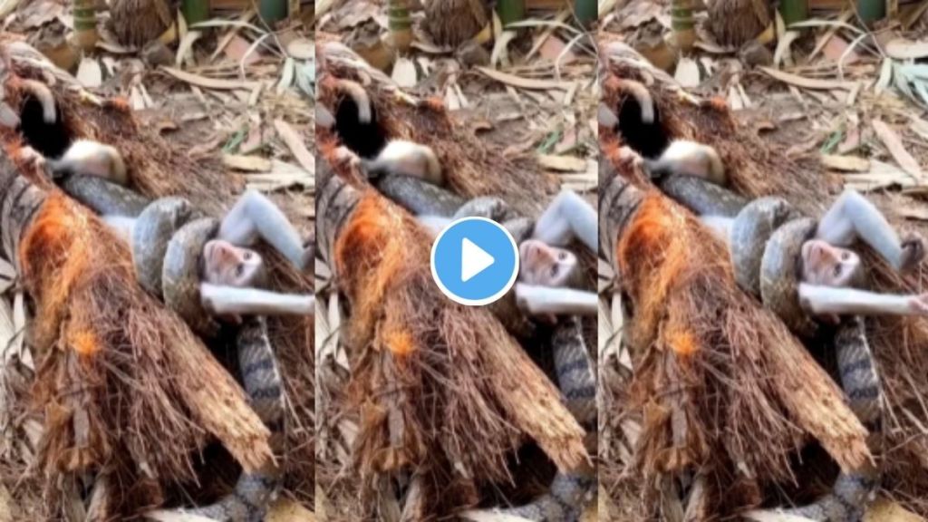 Viral jungle attack video