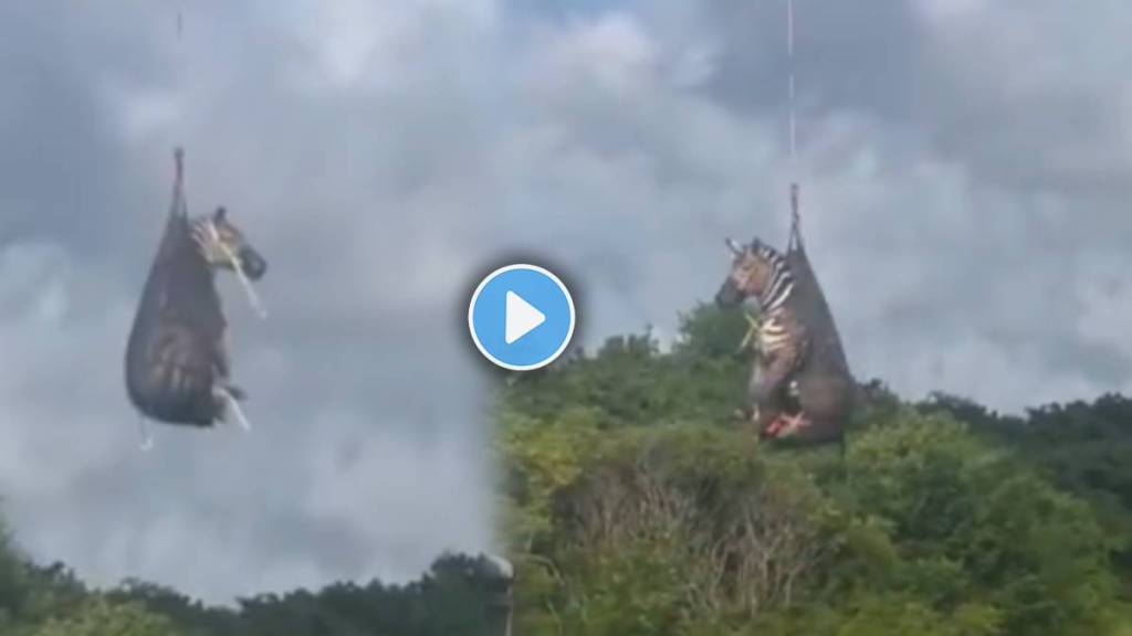 Zebra Airlifted Week After It Escaped From US Owner Zebra Airlifted Week After It Escaped From US Owner