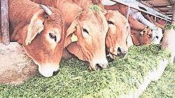 लोकशिवार : पशुधन संगोपन