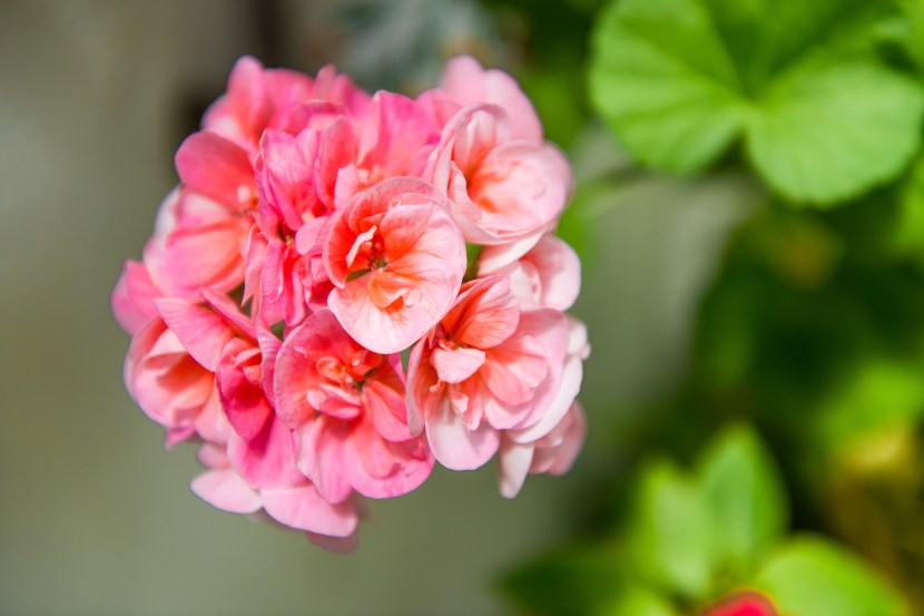 १) बेगोनिया (Begonia)