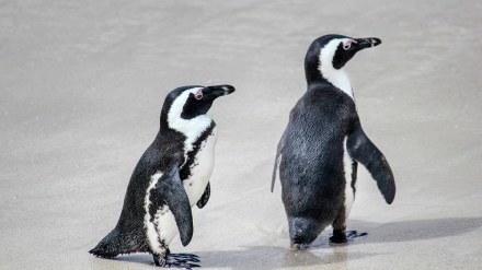 controversy penguin names, penguin Rani Bagh ,