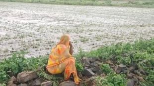 buldhana kharif crops farmers suffer losses as heavy rains damage in mehkar and lonar talukas