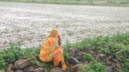 hingoli farmers await relief after june and august crop damage