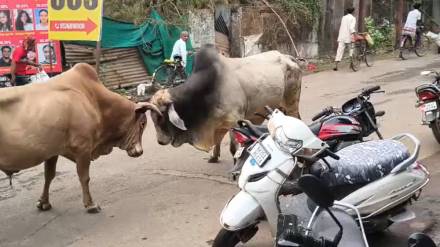 Gondia bull fighting news in marathi
