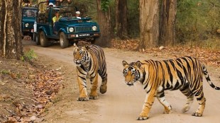 tadoba tiger reserve loksatta news