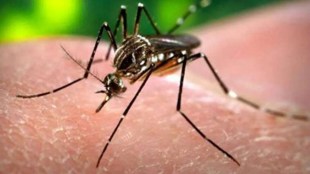 Mira Bhaindar mosquito