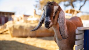 Nagpur goats theft loksatta