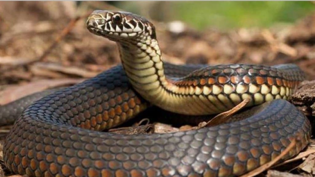 Mumbai BKC sees rise in snake sightings forty one pythons rescued in June