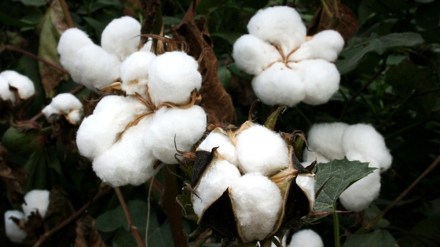 cotton MSP cotton MSP