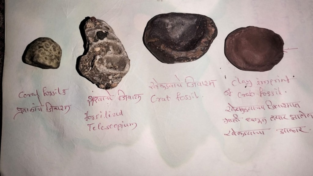 palghar Fossils of marine animals