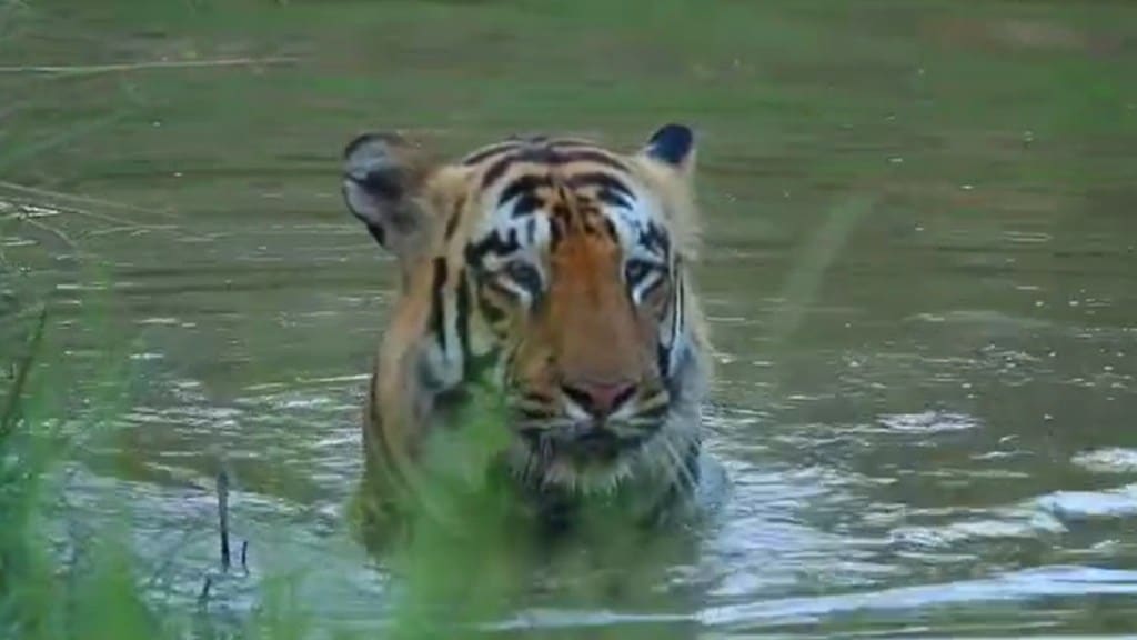 xylo tiger news in marathi xylo tiger news in marathi