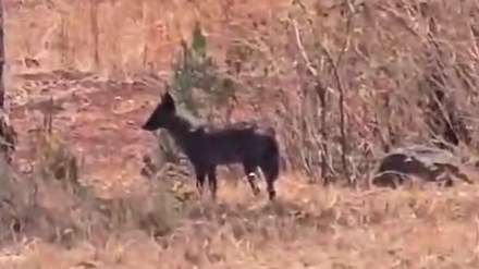 Sahyadri tiger reserve loksatta Sahyadri tiger reserve loksatta