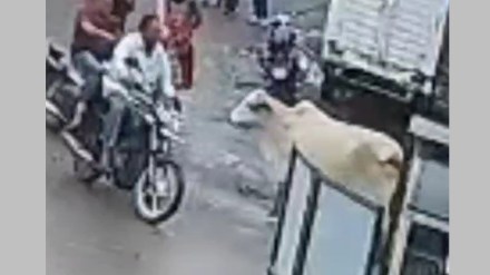 cow attack video nashik cow attack video nashik