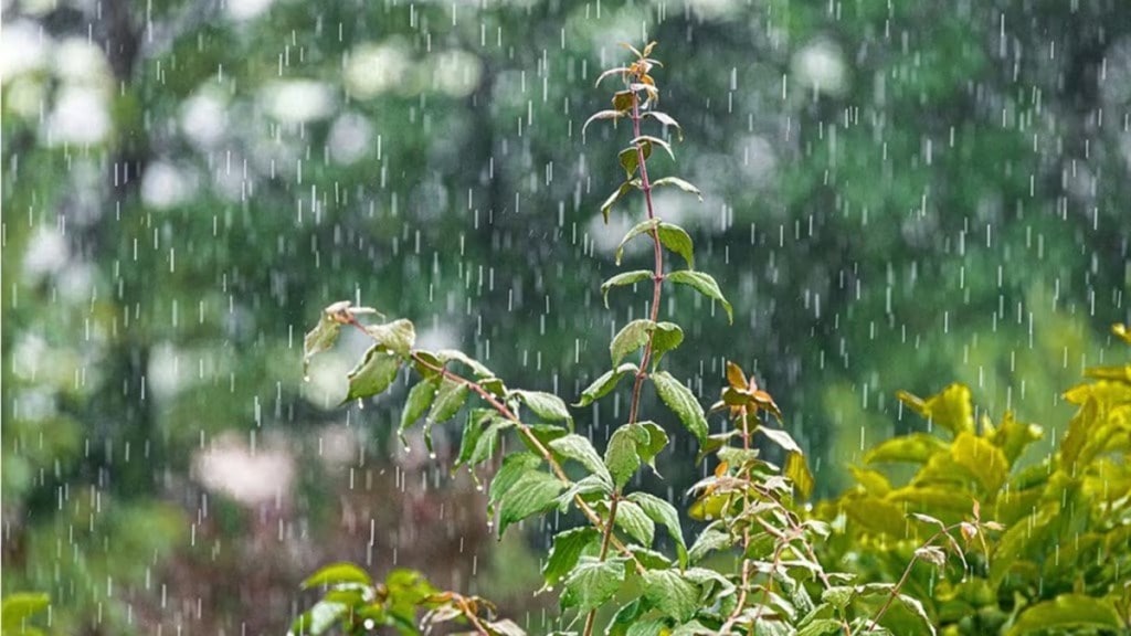 Palghar rain
