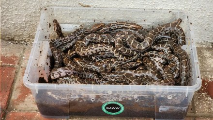 Mumbai Python eggs found Mumbai Python eggs found