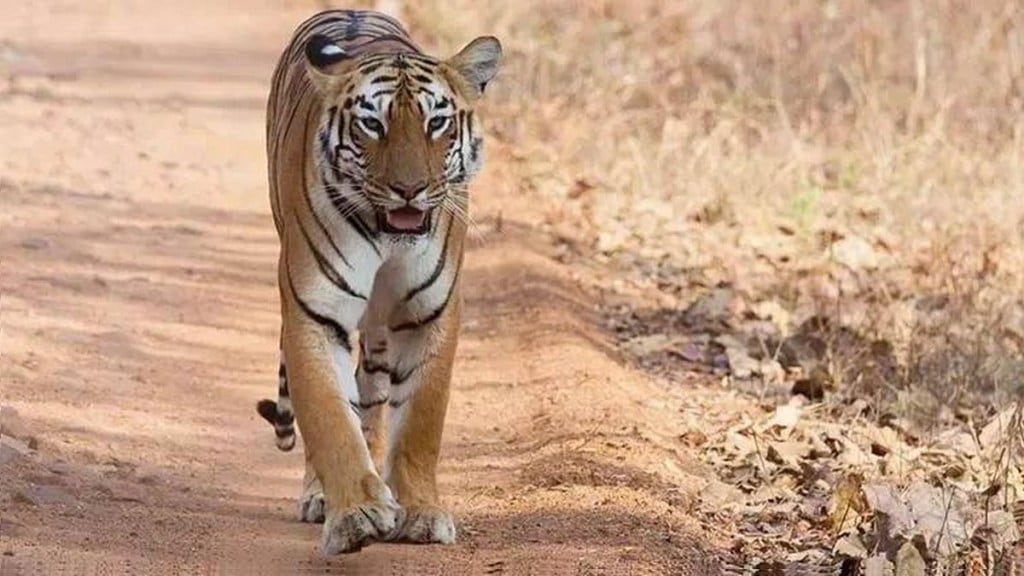 Nagpur forest department signed a deal with Marvel to install AI cameras around tiger reserves to reduce attacks