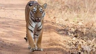 Nagpur forest department signed a deal with Marvel to install AI cameras around tiger reserves to reduce attacks