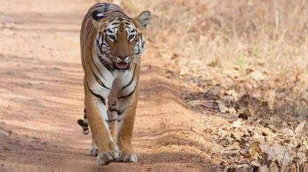 Nagpur forest department signed a deal with Marvel to install AI cameras around tiger reserves to reduce attacks