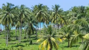 Kera Keralam konkan loksatta news