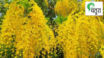 yellow jasmine plant detail in marathi
