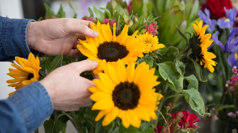 Sunflower
