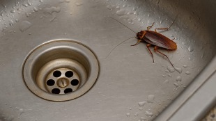 cockroach killer how to get rid of cockroaches from kitchen homemade tips remedies