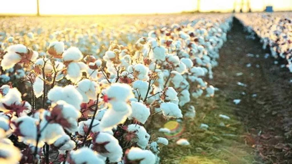 Maharashtra, Chhatrapati sambhajinagar, jalana, beed, Marathwada, cotton, cotton crop, decrease