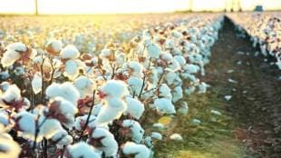 Maharashtra, Chhatrapati sambhajinagar, jalana, beed, Marathwada, cotton, cotton crop, decrease