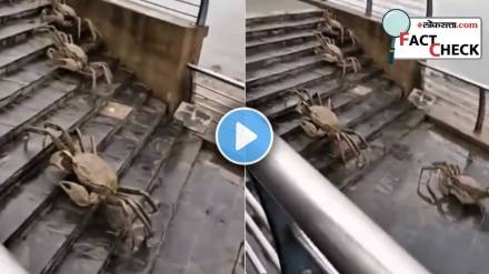 crab loksatta fact check viral video