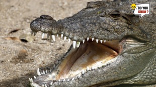 crocodiles