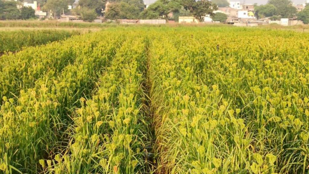 university agricultural meeting news in marathi university agricultural meeting news in marathi