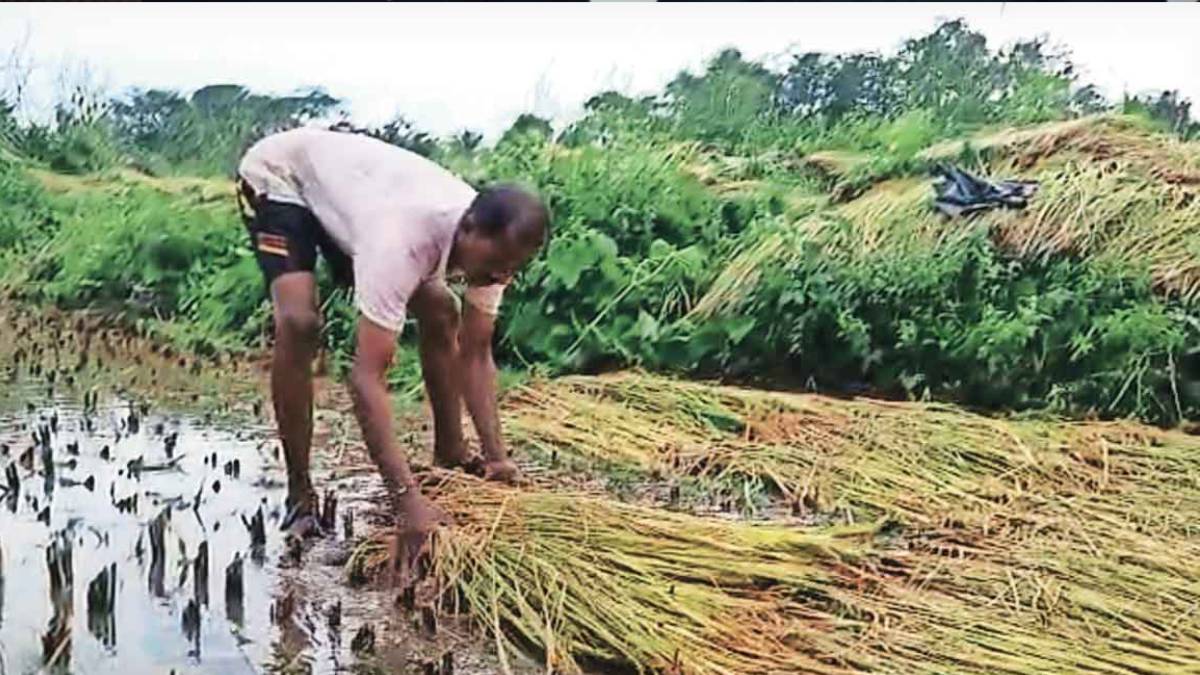 Crops on 64661 hectares suffered major damage due to heavy rains in May ...