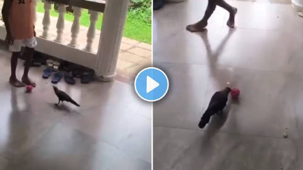 crow playing football viral video