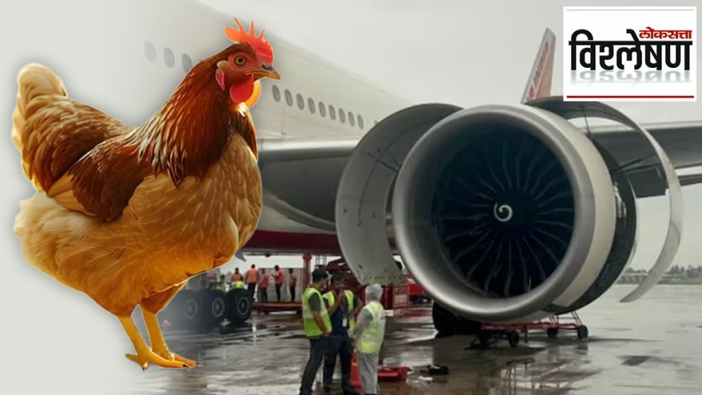 dead chickens on aircraft engines dead chickens on aircraft engines