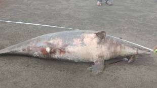 at vasai on Rajodi beach 8-foot dead dolphin found