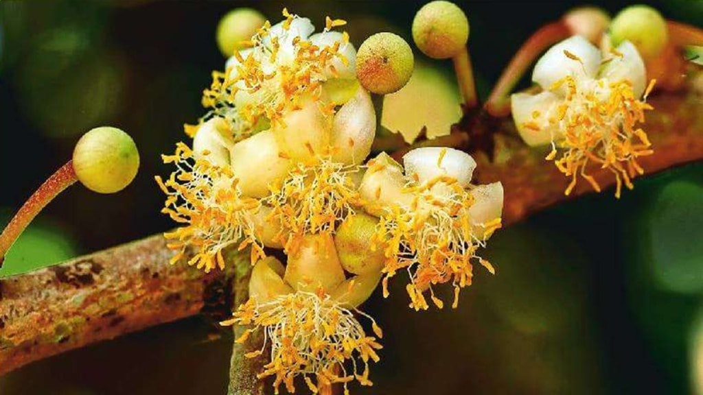 Surangi , Surangi Konkan Goa ,