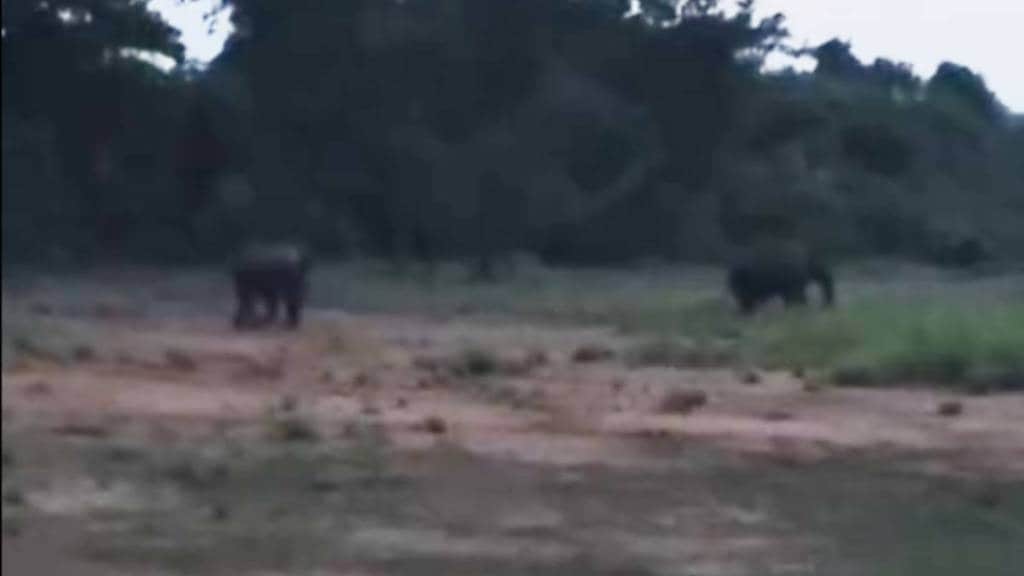 Odisha to Chandrapur elephants news in marathi
