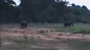 Odisha to Chandrapur elephants news in marathi