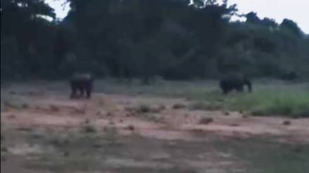Odisha to Chandrapur elephants news in marathi