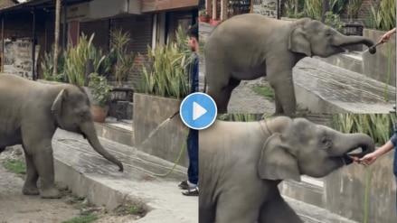 elephant calf drinking water
