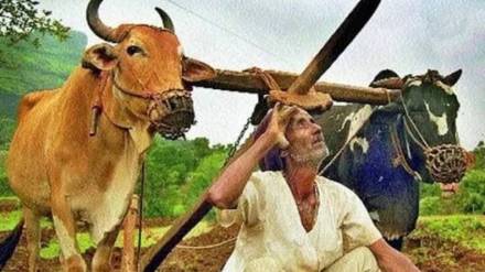 Satara Heavy rain in Koyna area light showers in Western Ghats farmers await sunshine